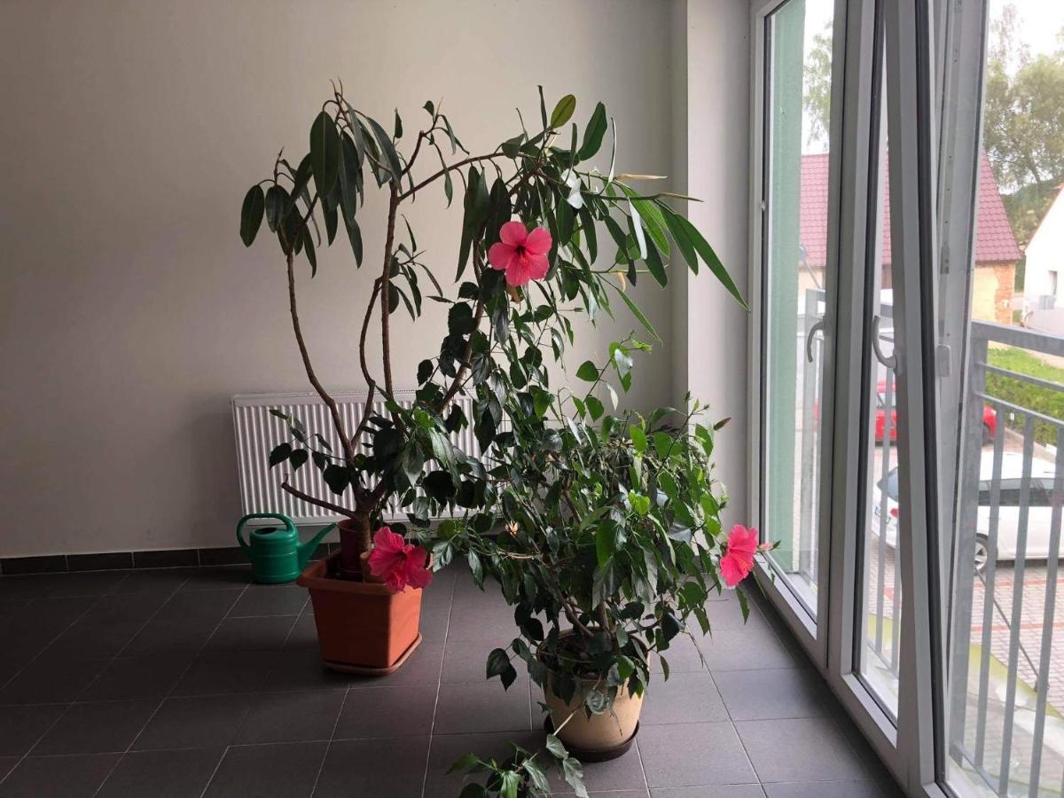 Apartmán na Lukách - Kopretina Třeboň Exterior foto